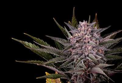 Pink Gelato